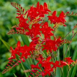 Krokosmia Lucifer - ciemnoczerwona - duża paczka! - 100 szt.