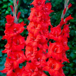 Mieczyk Magma - 5 szt.
