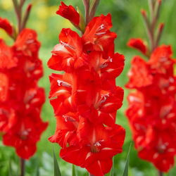 Mieczyk Firebug - 5 szt.