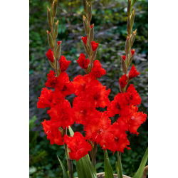 Mieczyk Firecracker - 5 szt.