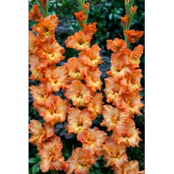 Mieczyk Princess Ruffle - 5 szt.