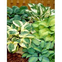 Funkia - Hosta - mieszanka odmian o różnych kolorach liści