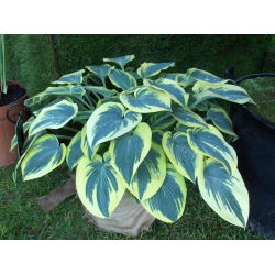 Funkia - Hosta First Frost
