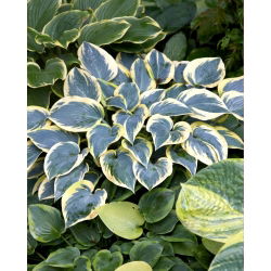 Funkia - Hosta First Frost