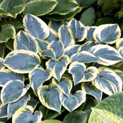 Funkia - Hosta First Frost