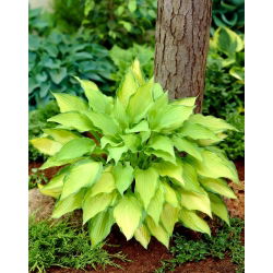 Funkia - Hosta Lady Guinevere - ciemnoróżowy kwiat