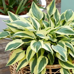 Funkia - Hosta Lakeside Dragonfly - duża paczka! - 10 szt.