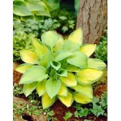 Funkia - Hosta Paul's Glory