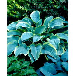 Funkia - Hosta Regal Splendor