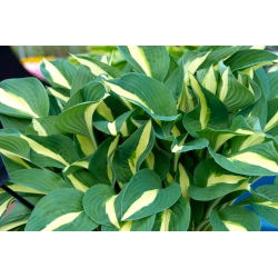 Funkia - Hosta Risky Business