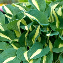 Funkia - Hosta Risky Business