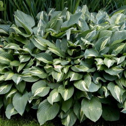 Funkia - Hosta Snake Eyes