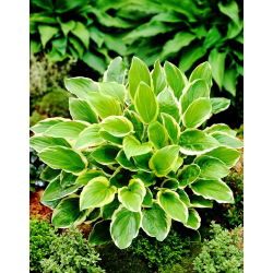 Funkia - Hosta So Sweet - pachnąca   
