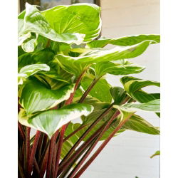 Funkia - Hosta Sorbet - czerwony ogonek liścia