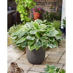 Funkia - Hosta Sorbet - czerwony ogonek liścia - duża paczka! - 10 szt.