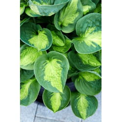 Funkia - Hosta Sunset Grooves