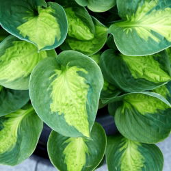 Funkia - Hosta Sunset Grooves