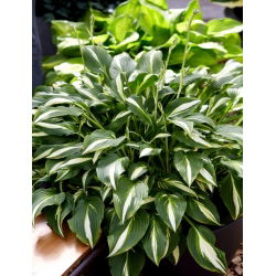 Funkia - Hosta Univittata