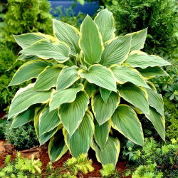 Funkia - Hosta Yellow River - duża paczka! - 10 szt.
