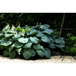 Funkia - Hosta Kingsize - liście w rozmiarze XL