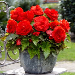Begonia wielkokwiatowa - Superba Red - czerwona - 2 szt.