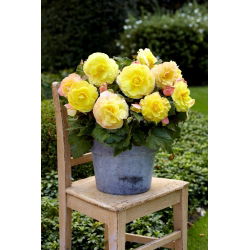 Begonia wielkokwiatowa - Superba Yellow - żółta - 2 szt.