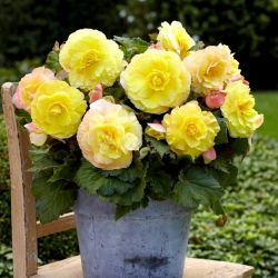 Begonia wielkokwiatowa - Superba Yellow - żółta - 2 szt.