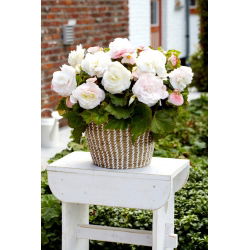 Begonia wielkokwiatowa - Superba White - biała - duża paczka! - 20 szt.