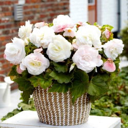 Begonia wielkokwiatowa - Superba White - biała - duża paczka! - 20 szt.