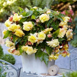 Begonia pachnąca - Odorata Sunny Dream - duża paczka! - 20 szt.