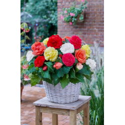 Begonia wielkokwiatowa - Superba - mix kolorów - 2 szt.