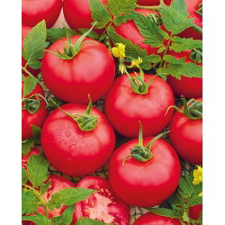 Pomidor Honey Moon F1 - szklarniowy, malinowy, wczesny - nasiona profesjonalne dla każdego