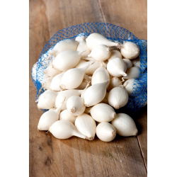 Cebula dymka - Alibaba - biała - 10 kg