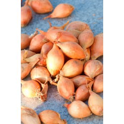 Cebula dymka - Sopelek - bardzo podłużna - 5 kg
