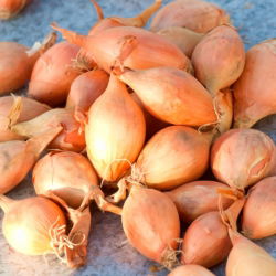 Cebula dymka - Sopelek - bardzo podłużna - 5 kg