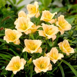 Liliowiec Mini Pearl - duża paczka! - 10 szt.