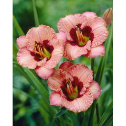 Liliowiec Orchid Candy - duża paczka! - 10 szt.