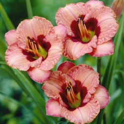 Liliowiec Orchid Candy - duża paczka! - 10 szt.