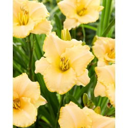 Liliowiec Serena Sunburst