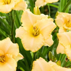Liliowiec Serena Sunburst
