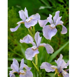 Irys syberyjski, Kosaciec - Soft Blue