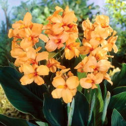 Kanna - Apricot Dream - duża paczka! - 10 szt.