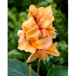 Kanna - Apricot Dream - duża paczka! - 10 szt.