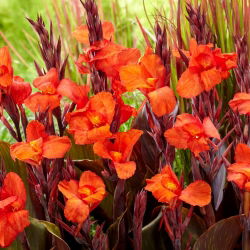Kanna - Cleopatra Red - duża paczka! - 10 szt.
