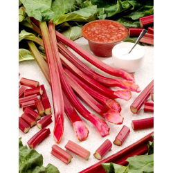 Rabarbar Raspberry Red - malinowy - sadzonka - duża paczka! - 10 szt.