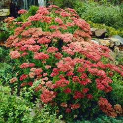 Rozchodnik Herbstfreude - Sedum - sadzonka
