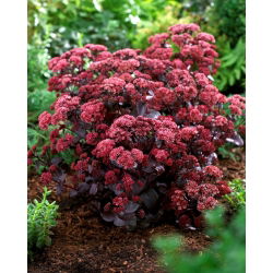 Rozchodnik Purple Emperor - Sedum - sadzonka