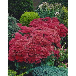 Rozchodnik Munstead Dark Red - Sedum - sadzonka