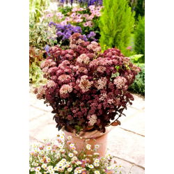 Rozchodnik Rainbow Xenox - Sedum - sadzonka - duża paczka! - 10 szt.