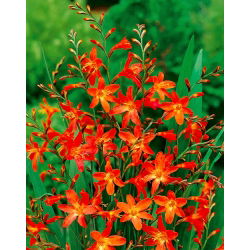 Krokosmia Carmine Brilliant - pomarańczowo-żółta - duża paczka! - 100 szt.